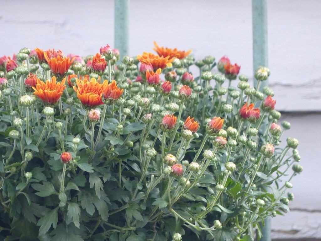 Orange flowers in front of a building