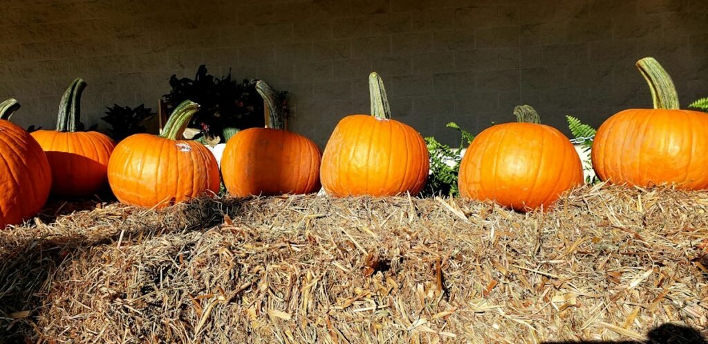 Group of pumpkins resting on hay