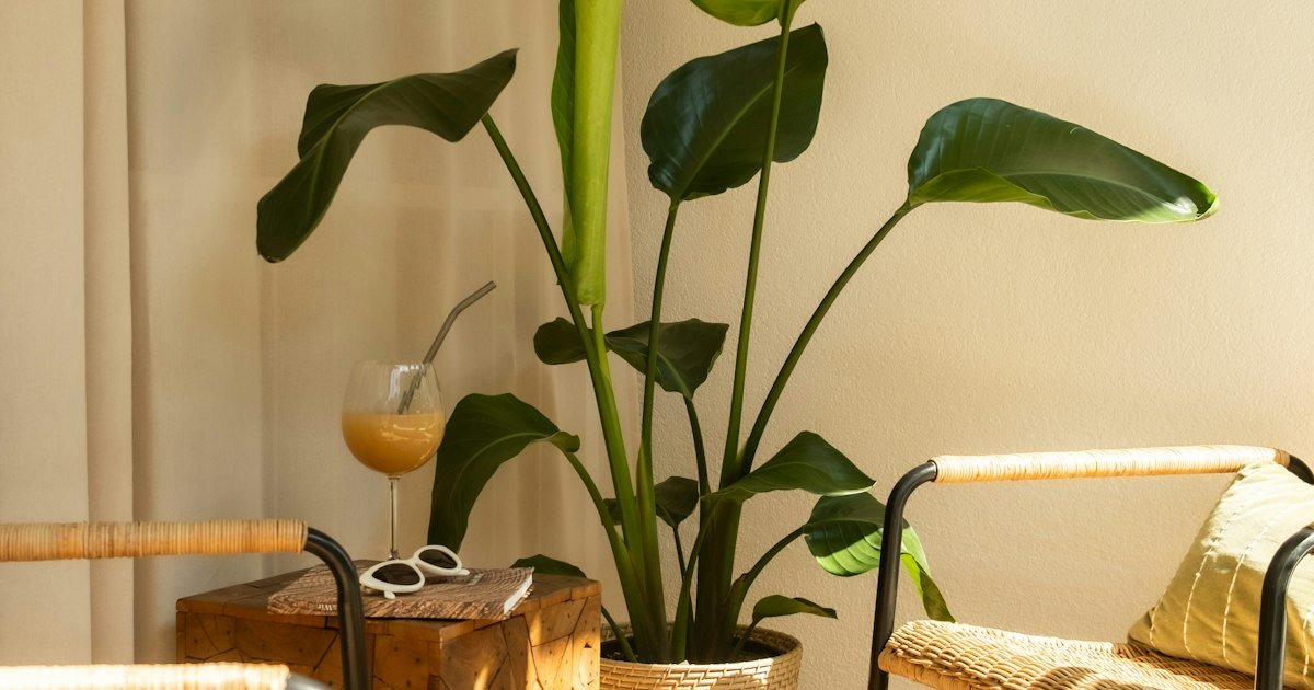 Cozy boho reading nook corner with plants and natural sunlight