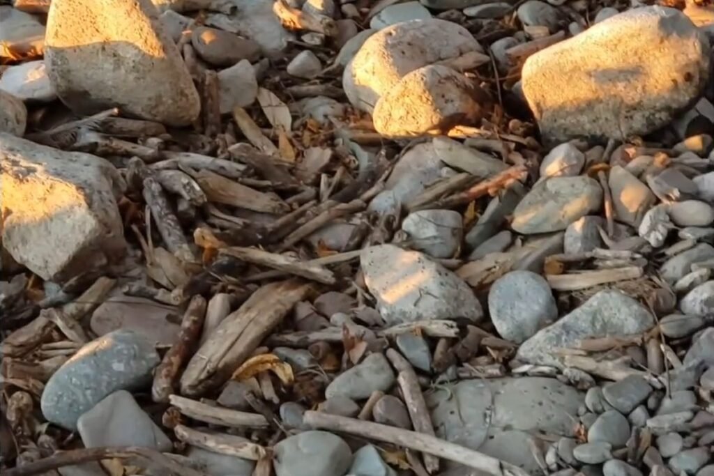 Weathered driftwood pieces scattered among pebbles on a river shore